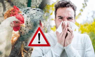 Администрация городского округа Кашира » Осторожно! Птичий грипп. Памятка  по профилактике гриппа птиц
