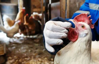 Администрация Западного округа напоминает о мерах профилактики птичьего  гриппа :: Krd.ru