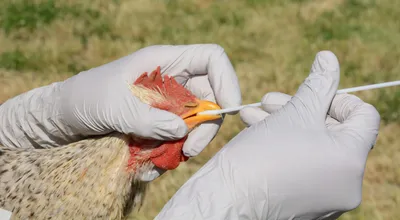 81 ТУ по Луганской Народной Республике | Птичий грипп как причина 100 %  летального исхода домашней птицы