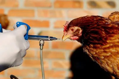 Чем опасен птичий грипп, из-за которого в Москве ввели карантин: передается  ли птичий грипп человеку - 19 мая 2023 - 29.ru