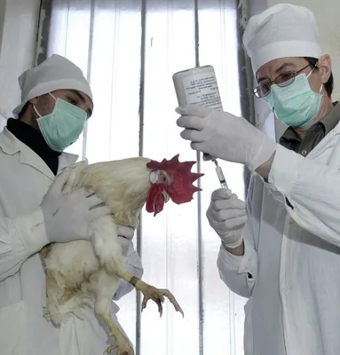 Птичий грипп в Европе | Euronews