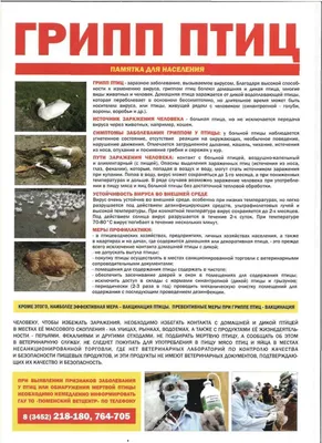 Птичий грипп – новости и статьи по тегу | Forbes.ru