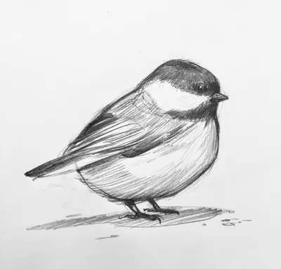 Рисунок птицы карандашом для детей - 47 фото