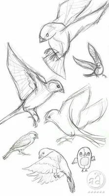 Референсы-подсказки для рисования птиц. Из интернета:) | Пикабу