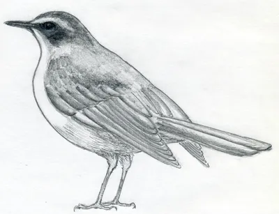 Уроки рисования карандашом - как рисовать птицу? | АРТАКАДЕМИЯ Курсы  рисования Киев