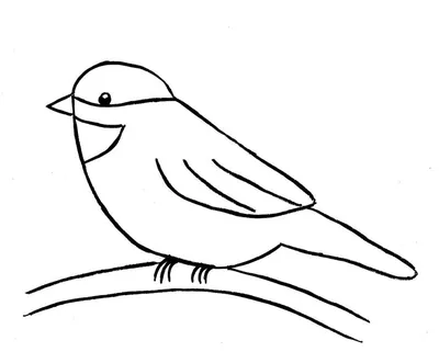 рисунок птицы на ветке, картинки птиц рисовать, птицы, птица фон картинки и  Фото для бесплатной загрузки