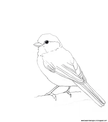 Рисунки жар-птицы для срисовки (68 фото)