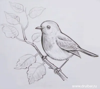 рисунок птицы, сидящей на ветке с цветами Иллюстрация штока - иллюстрации  насчитывающей изолировано, бело: 272348863