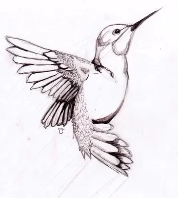 Птица карандашом рисунок (19 шт)