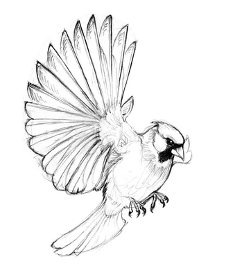 Рисунок на тему перелетные птицы для садика (50 фото) » рисунки для срисовки  на Газ-квас.ком