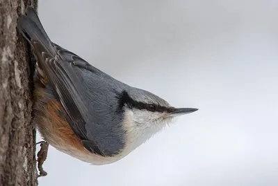 Голоса птиц Как поёт Поползень обыкновенный Sitta europaea - YouTube