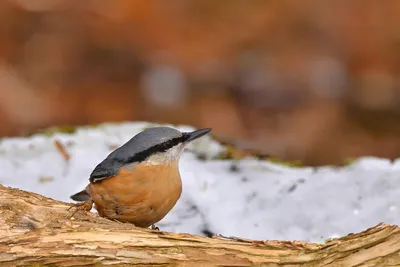 Обыкновенный поползень - eBird