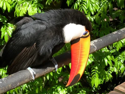 Птица тукан с острыми длинными …» — создано в Шедевруме