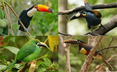 INFO-CAM | Галерея : Тукан... ещё один. Парк птиц. Игуасу. Tucan. Bird  Park. Iguasu.