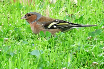 Зяблик (Fringílla coélebs)