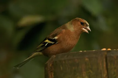 Зяблик — «лесной вокалист»: 10 интересных особенностей певчей птицы из  семейства вьюрковых | Приключения натуралиста | Дзен