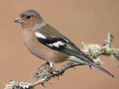 Голоса птиц Как поёт Зяблик (Fringilla coelebs) - YouTube