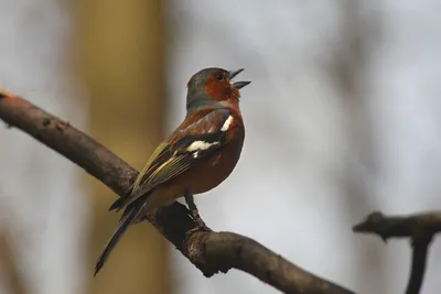 Common chaffinch song. AllVideo. - YouTube