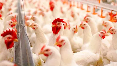 В Саратовской области собираются реанимировать мясное птицеводство |  Новости АПК