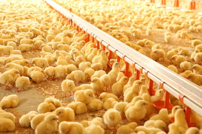 птицеводство, выращивание цыплят, и человек с животными улыбается и  счастлив, работая в сельской местности Стоковое Фото - изображение  насчитывающей мясо, протеин: 266220800