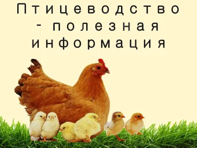 Птицеводство для начинающих (fb2) | КулЛиб - Классная библиотека! Скачать  книги бесплатно | Птицеводство, Домашние цыплята, Куры