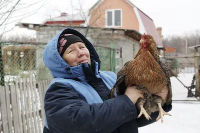 Промышленное птицеводство в Болгарии находится в кризисной ситуации |  Новости АПК