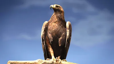 GOLDEN EAGLE — the winged assassin that attacks humans and wolves! Golden  eagle vs deer and fox! - YouTube