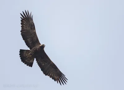 Беркут (лат. Aquila chrysaetos)