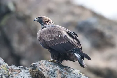 Беркут (Aquila chrysaetus). Фотогалерея птиц. Фотографии птиц России,  Беларуси, Украины, Казахстана, Таджикистана, Азербайджана.