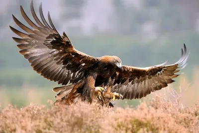 Беркут (Aquila chrysaetos). Птицы Казахстана.