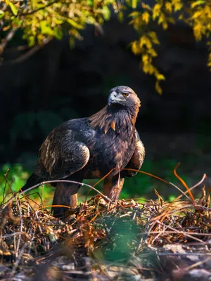 Беркут - царь птиц! | Пикабу