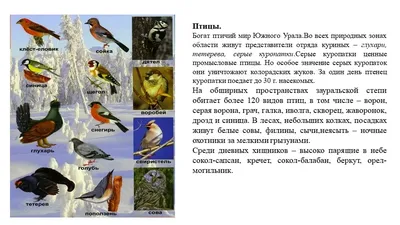 Охота на Урале: география, особенности — Наш Урал и весь мир