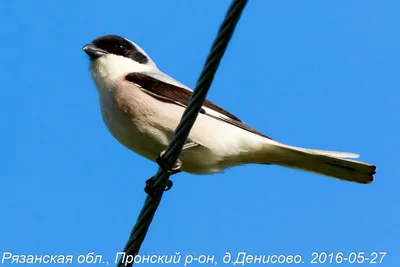 Денисово. Рязанская Область, Пронский Район. Россия. Alauda Полевой,  Жаворонок. Диких Птиц В Естественной Среде Обитания. Фотографии Дикой  Природы. Фотография, картинки, изображения и сток-фотография без роялти.  Image 34747158