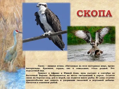 Что это за птица? Третья часть путеводителя по омским птицам 2019 года - 30  марта 2019 - НГС55.ру