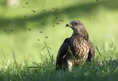 Четвертый очерк - отряд: Соколообразные Falconiformes