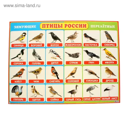 Плакат \"Птицы России\" А2 (1085272) - Купить по цене от 43.40 руб. |  Интернет магазин SIMA-LAND.RU