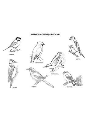 Птицы России, П. М. Волцит – скачать pdf на ЛитРес