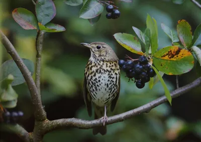 Chiffchaff - Interesting Facts - Birds of Russia - Movie 45 - YouTube