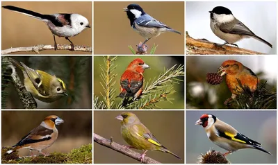 птицы россии фото и название: 10 тыс изображений найдено в Яндекс.Картинках  | Beautiful birds, Birds, Bird