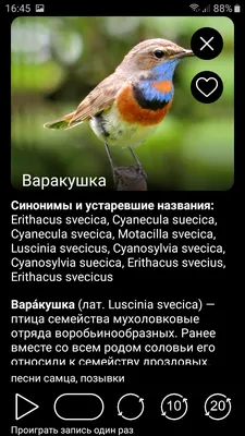 Птицы живущие в лесу - 77 фото