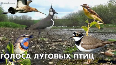 Птицы России. Фотограф Андрей Клыпин