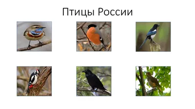 Птицы России. Фотоопределитель | Фитон XXI