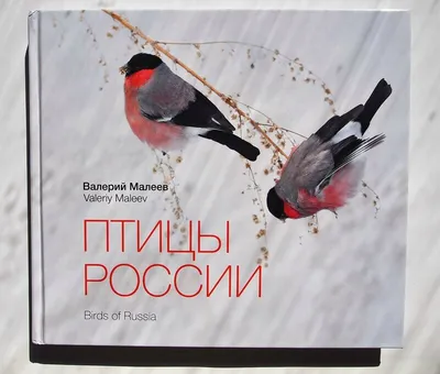 Voices of meadow birds / Mini identifier (Birds of Russia) - YouTube