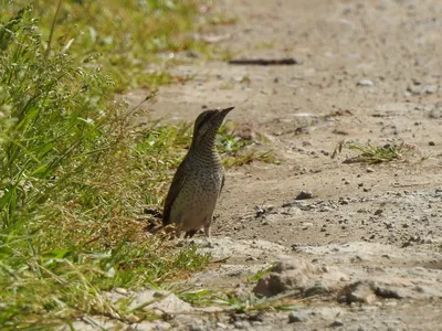 25 фото птиц и животных Удмуртии, которые поднимут вам настроение - KP.RU