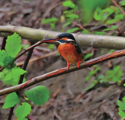 Какие птицы обитают в Удмуртии. Список редких птиц, которые живут в  Удмуртской Республике