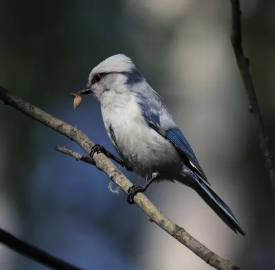 Обыкновенный зимородок — описание, фотографии, отзывы, места — Птицы  Удмуртии