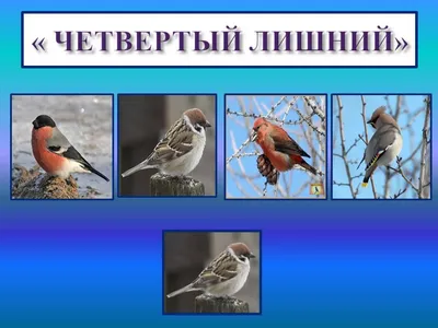 Из-за линий электропередач в заказнике Удмуртии могли пострадать птицы -  KP.RU