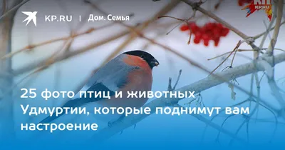 Птицы Удмуртии - 72 фото