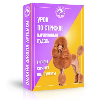 Купить Той Пуделя - Перевозка и продажа домашних животных