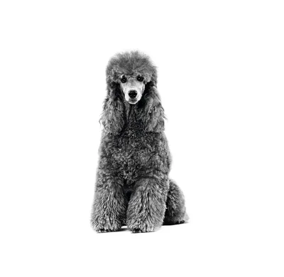 Пудель собака: фото, характер, описание породы